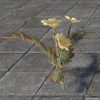 ON-furnishing-Flowers, Daedra Thorn.jpg