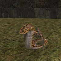 ON-pet-Crested Reef Viper.jpg