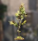 Small Cedar Tree