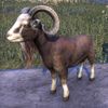 ON-pet-Dragontail Goat.jpg