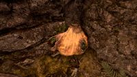 OBR-flora-Putrid Gigantea.jpg