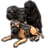 ON-icon-pet-Alliance War Dog.png