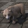 ON-furnishing-Cave Bear Cub.jpg