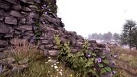 OBR-flora-Morning Glory (Purple).jpg