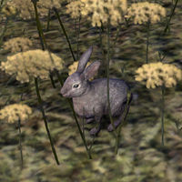 ON-creature-Tame Rabbit.jpg