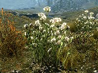 SR-flora-Tundra Cotton Plant.jpg