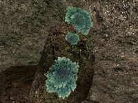 TD3-flora-Blue Lichen.jpg