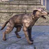 ON-pet-Windhelm Wolfhound.jpg