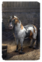 ON-card-Arenthian Skewbald Pony.png