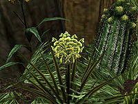 TR-flora-Golden Sedge.jpg