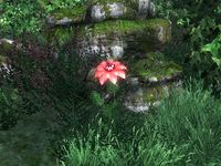OB-flora-Domica Redwort.jpg