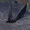 ON-pet-Shadowswift Bat.jpg