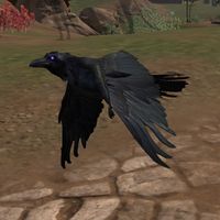 ON-creature-Crow.jpg
