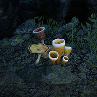 ON-node-Blight Bog Mushroom.jpg