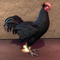 ON-pet-Daemon Chicken 02.jpg