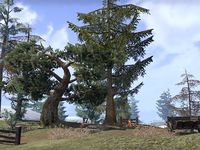 ON-place-Sanguine Reveler's Camp 02.jpg