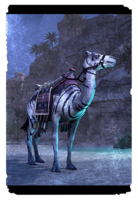 ON-card-Quintessential Camel.png