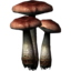 SR-icon-ingredient-Fly Amanita.png