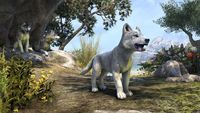 ON-crown store-White River Ice Wolf Pup.jpg