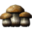 SR-icon-ingredient-Imp Stool.png