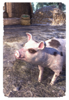ON-card-Bruma Spotted Pig.png