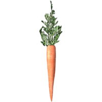 SR-icon-food-Carrot.png