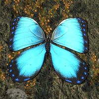 ON-creature-Butterfly 02.jpg