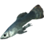 SR-icon-ingredient-Abecean Longfin.png