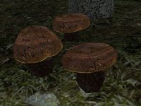 TD3-flora-Rust Russula.jpg