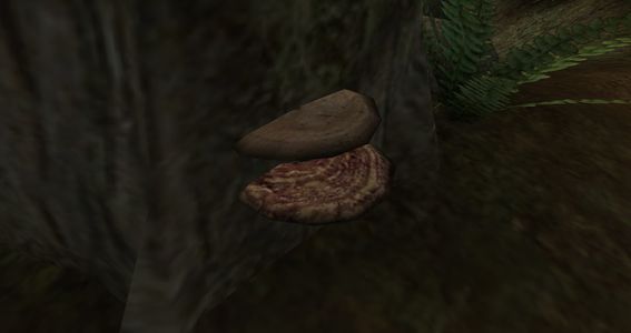 MW-quest-Four Types of Mushrooms.jpg