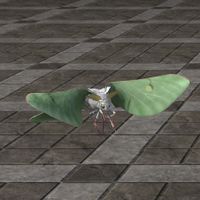 ON-furnishing-Springlight Moth.jpg