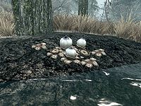 SR-flora-Swamp Fungal Pod.jpg