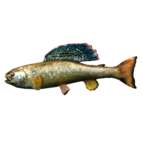 SR-icon-food-Arctic Grayling.png