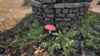 OBR-flora-Emetic Russula.jpg