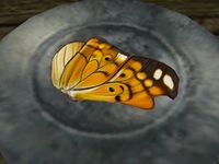 TD3-ing-Amberwing Butterfly Wing.jpg