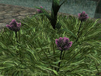TR-flora-Noble Sedge.jpg