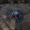 Blue-Backed Siltcrab