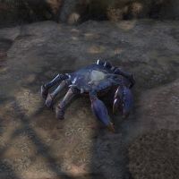 ON-creature-Blue-Backed Siltcrab.jpg