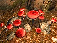 SR-flora-Fly Amanita Plant.jpg