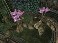 TD3-flora-Desert Rose.jpg