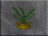 DF-icon-ingredient-Aloe.png