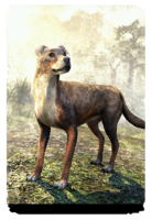 ON-card-Gideon Trail Dog.png