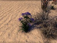 ON-node-Ironweed.jpg