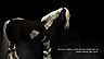 SR-load-The horses of Skyrim.jpg