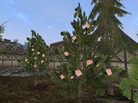 TD3-flora-Bjoulsae Rose.jpg