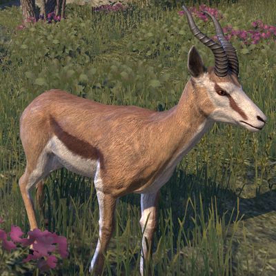 Online:Springbok - The Unofficial Elder Scrolls Pages (UESP)