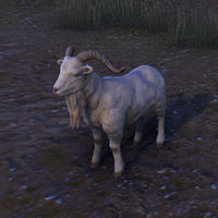 ON-creature-Goat 02.jpg