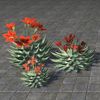ON-furnishing-Cactus, Flowering Cluster.jpg