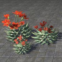 ON-furnishing-Cactus, Flowering Cluster.jpg