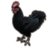 ON-icon-pet-Daemon Chicken.png